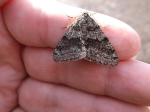 The flora and fauna began to adapt to the altered environment, this moth is an example of that adaptation as it changed its color over time to avoid predation.