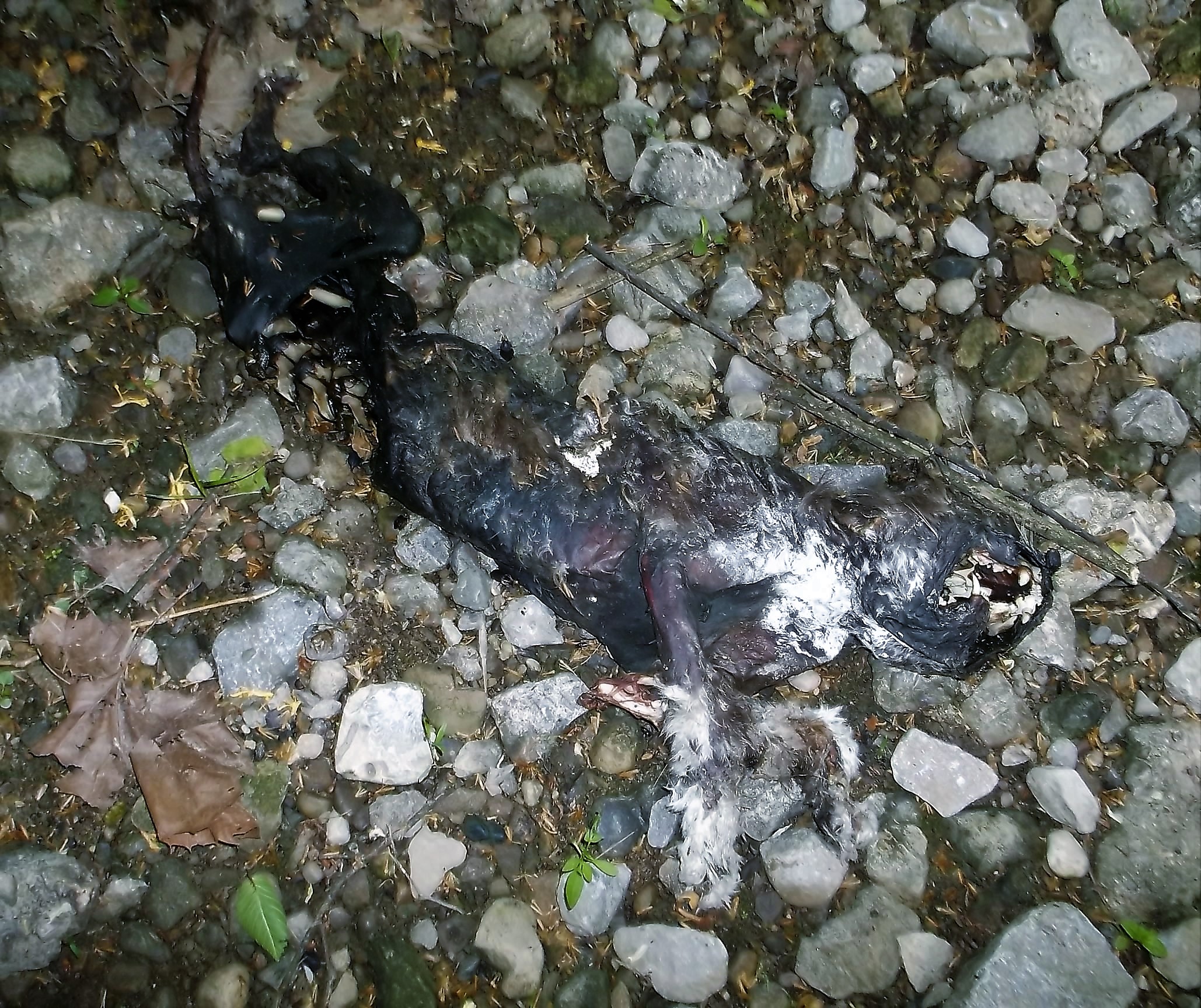 Dead Cat Beaver Run Creek (2).JPG