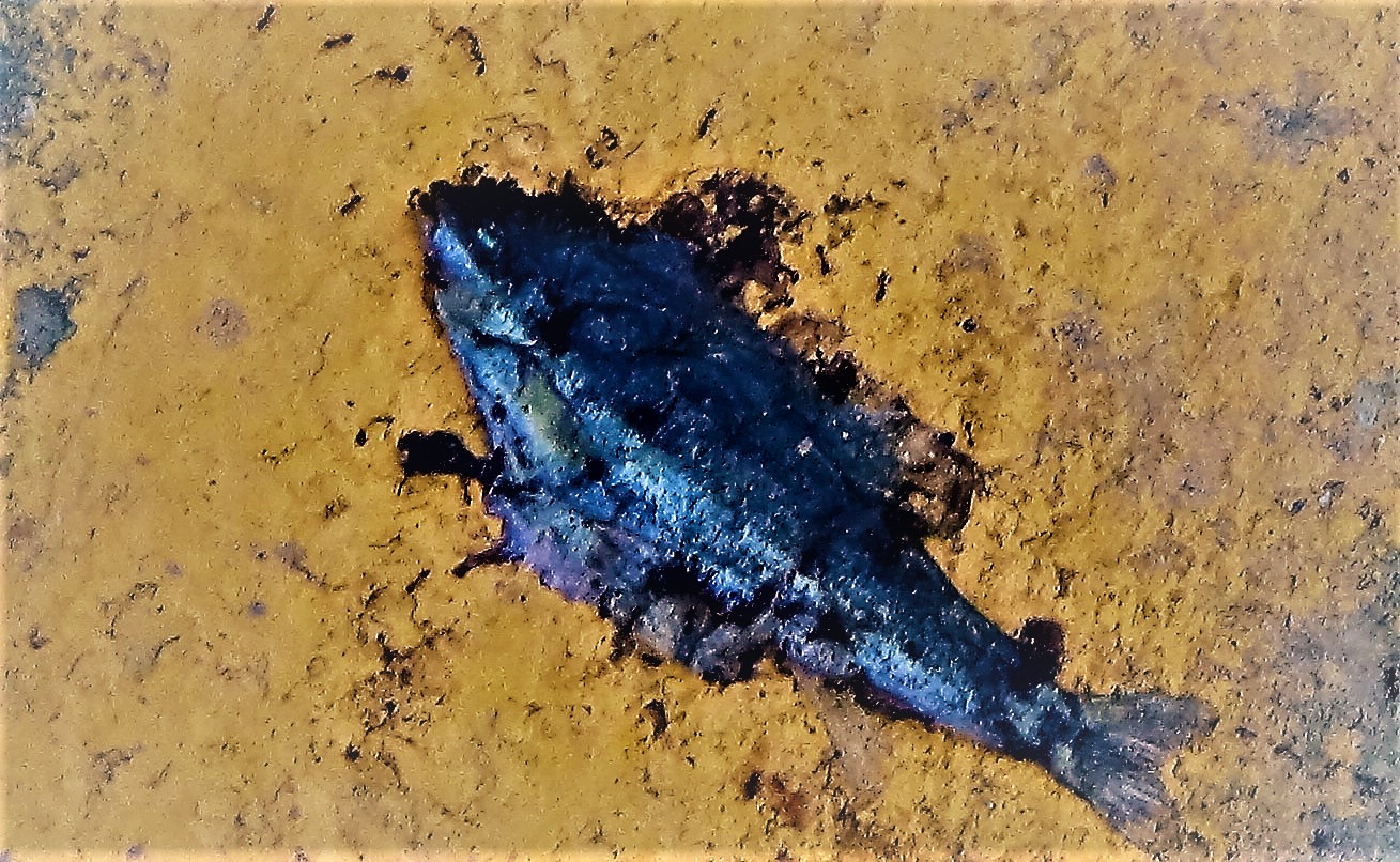 Dead Fish Opposite Woods Riverwalk